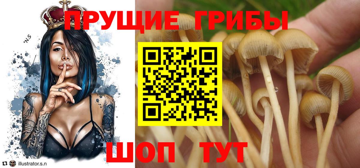 Псилоцибиновые грибы Cubensis Краснознаменск